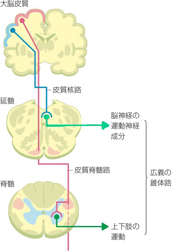 動物の基礎生理学セミナー