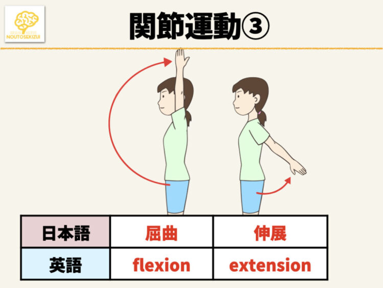 イラスト 英語付き 関節運動の種類と特徴一覧 きんたろーブログ