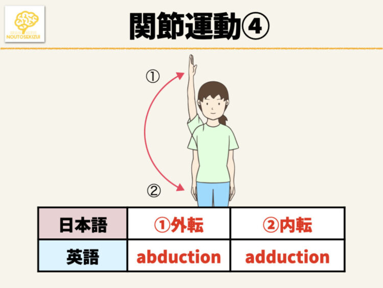 イラスト 英語付き 関節運動の種類と特徴一覧