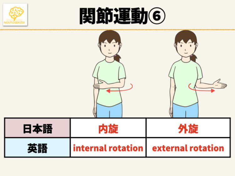 イラスト 英語付き 関節運動の種類と特徴一覧 きんたろーブログ