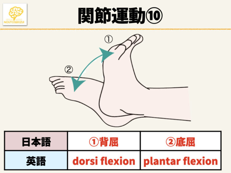 イラスト 英語付き 関節運動の種類と特徴一覧